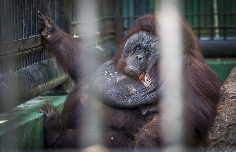 В Таиланде орангутан невероятно растолстел, начав есть от скуки (5 фото)