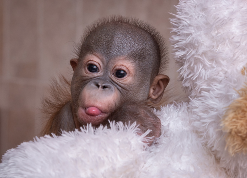 Новорождённому орангутану из Новосибирска спас жизнь человеческий нейрохирург (3 фото + 1 видео)