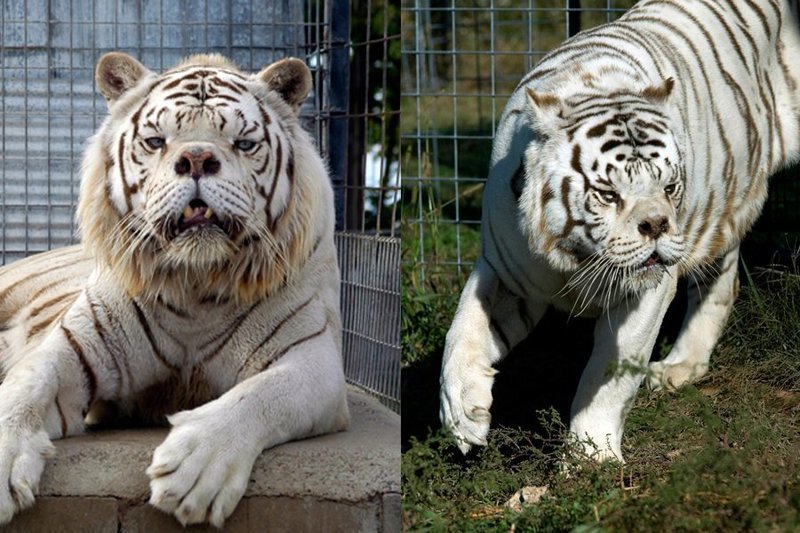 О чем молчат зоопарки: несчастные изгои белых тигров (11 фото)