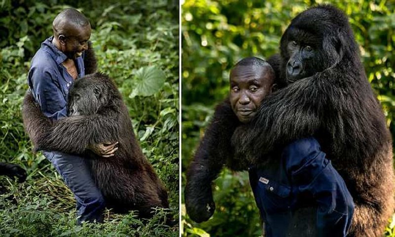 Смотритель национального парка в Конго завел себе необычного друга (6 фото)