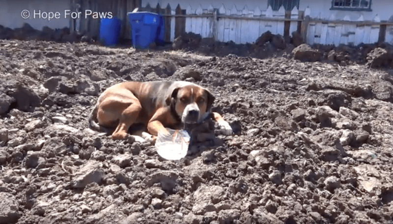 Испуганная собака вжималась в грязь… Она отказывалась покинуть стройку и безумно боялась мира людей! (4 фото + 1 видео)