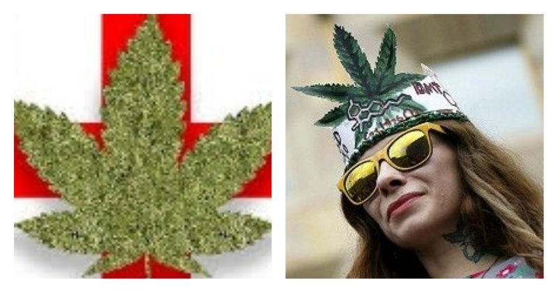 В Грузии легализовали марихуану (3 фото)