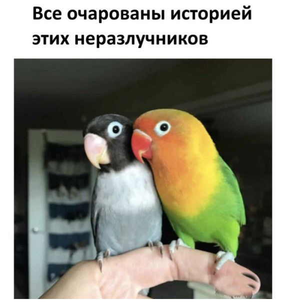 История любви двух попугаев (8 фото)