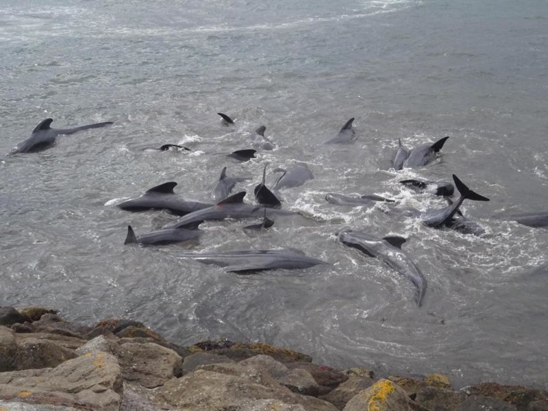 У берегов Фарерских островов рыбаки убили десятки китов (12 фото)