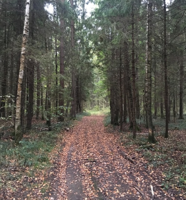 Будьте бдительны, гуляя по лесу (6 фото)