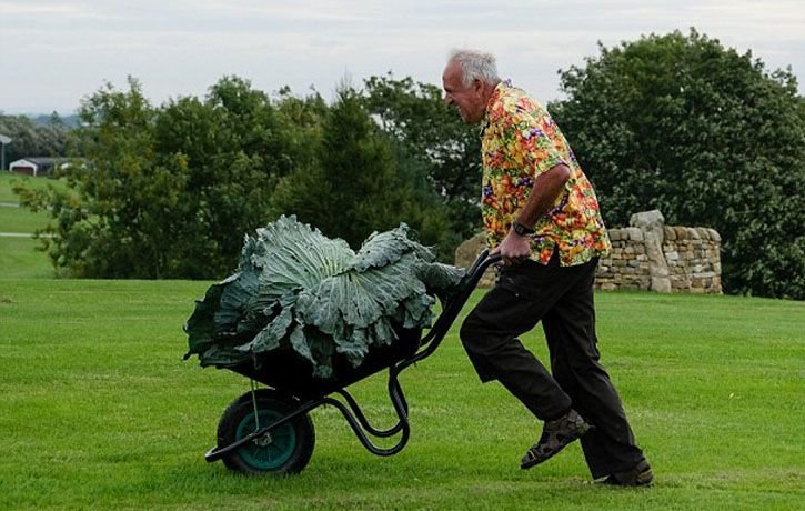 Британец смог вырастить овощи-гиганты (3 фото)