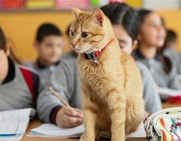 Как рыжий кот официально устроился на работу в школу (6 фото)
