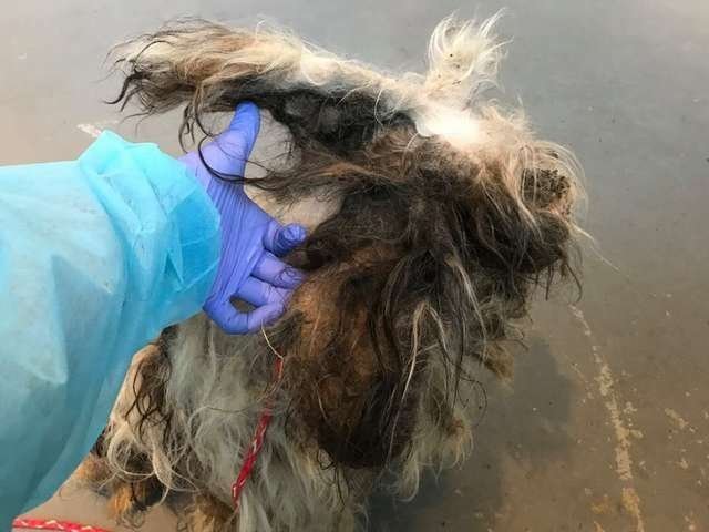 Эту бездомную, заросшую шерстью собаку подобрали на улице, и никто не мог определить её породу (9 фото)