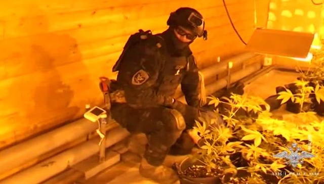 В Архангельске оперативники взяли на абордаж плавучую плантацию марихуаны (2 фото + видео)