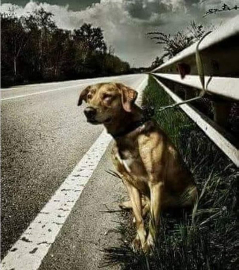 История собаки, которую привязали на дороге к отбойнику (1 фото)