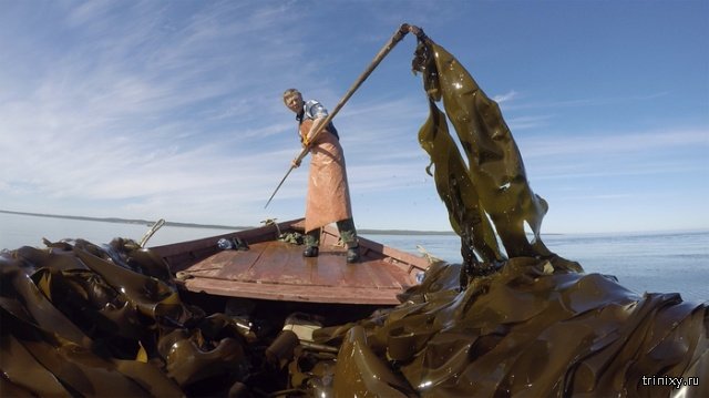 Как добывают водоросли ламинарии на Соловках (3 фото)