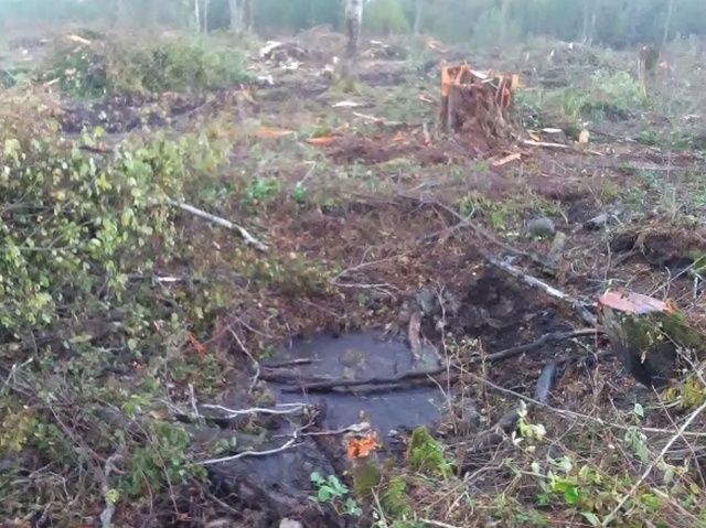 Обломки сбитого советского Ил-2 извлекли из земли в Эстонии (11 фото)