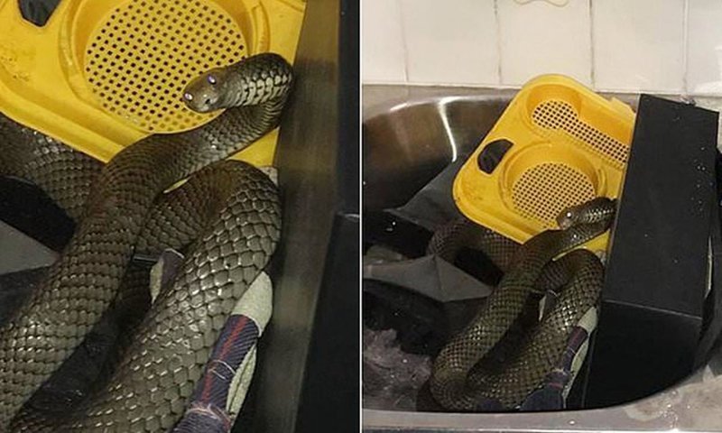 Австралийка пережила в своем доме нашествие ядовитых змей (5 фото)