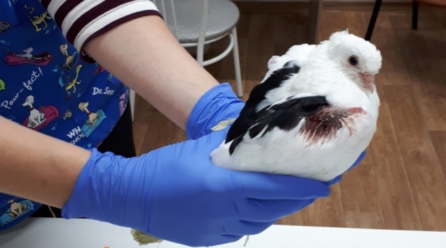 Раненый голубь в Омске самостоятельно пришел в ветеринарную клинику (3 фото)