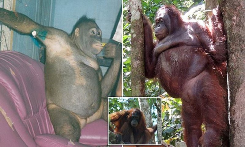 Самка орангутана, спасенная из борделя, научилась вновь доверять людям (9 фото)