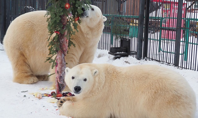Новогоднее настроение в красноярском зоопарке (5 фото)