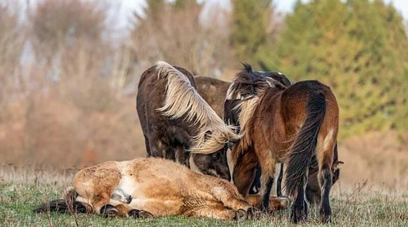 Душевный момент, в котором стадо диких лошадей помогает подняться упавшему жеребцу (5 фото + 1 видео)