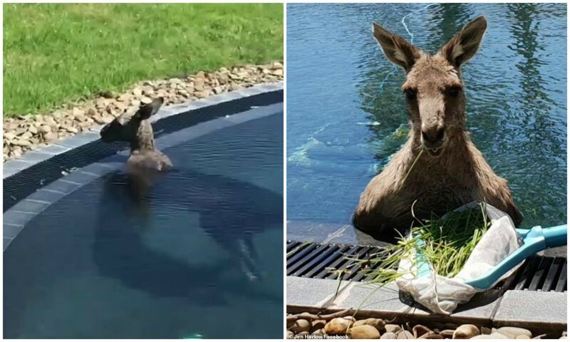 Австралийцы засняли, как в их бассейне прохлаждается 70-килограммовый кенгуру (3 фото + 1 видео)