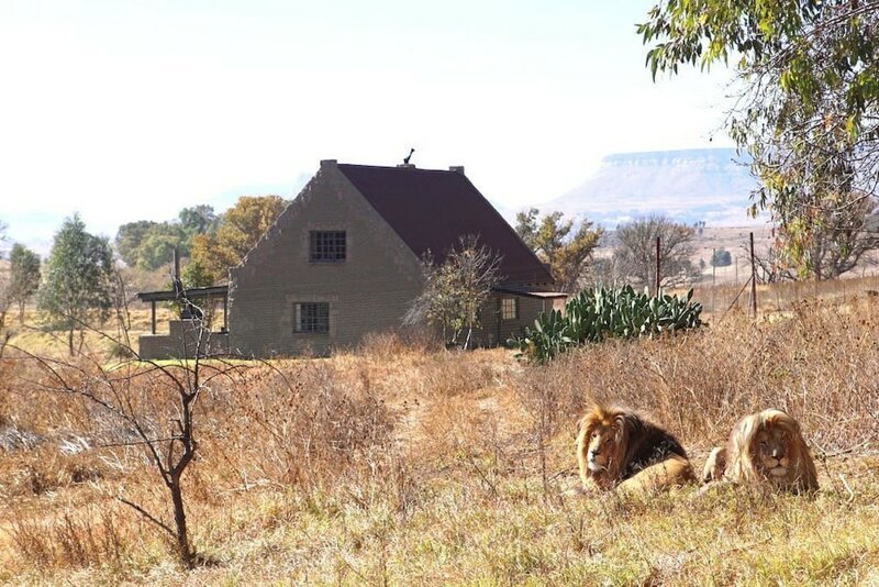Южноафриканский заповедник сдает дом с 70 львами по соседству (13 фото + 1 видео)