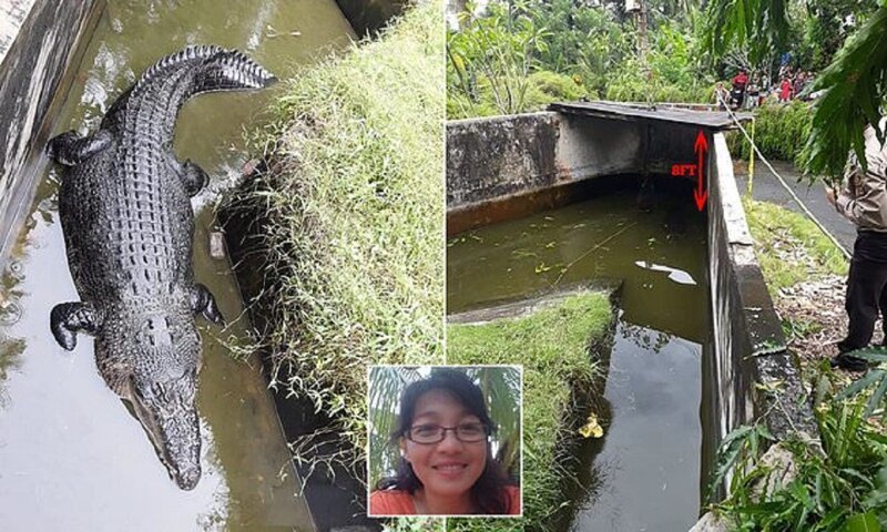 Лабораторный крокодил во время кормления сожрал ученую (8 фото)
