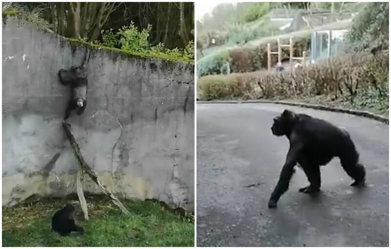 Шимпанзе сбежали из вольера зоопарка, соорудив лестницу из палок (4 фото + 2 видео)