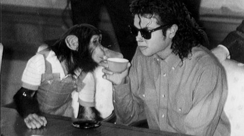 Любимый шимпанзе Майкла Джексона пытался покончить с собой, когда узнал, что его хозяина не стало (5 фото)