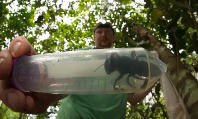 Найдена огромная пчела Уоллеса. Вид этих насекомых считался вымершим (3 фото + видео)