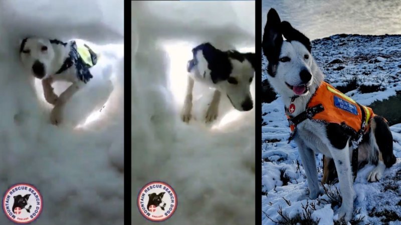 Поисковая собака за 30 секунд спасла оператора из-под снежного завала (8 фото + 1 видео)