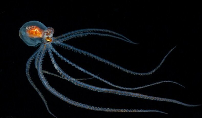 Чем меньше существо, тем оно причудливее: Фотограф показал, как выглядят необычные обитатели морских глубин (19 фото)