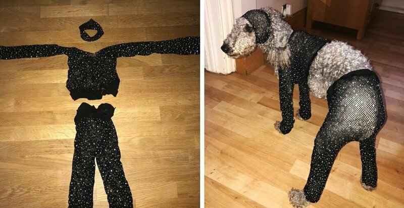 Новые приколы 2018: Девушка заказала в интернет-магазине сетчатый костюм своего размера, но он подошёл только её собаке (5 фото) - 12.03.2019