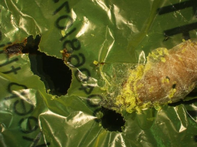 Ученые обнаружили червей, которые могут поедать и переваривать пластик (5 фото)