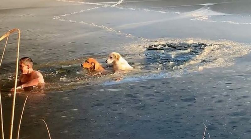 45-летний американец спас провалившихся под лёд собак (3 фото + 2 видео)