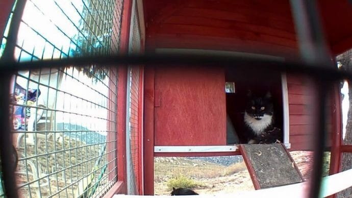 История двух диких котят оканчиваясь хорошо (4 фото + 1 видео)