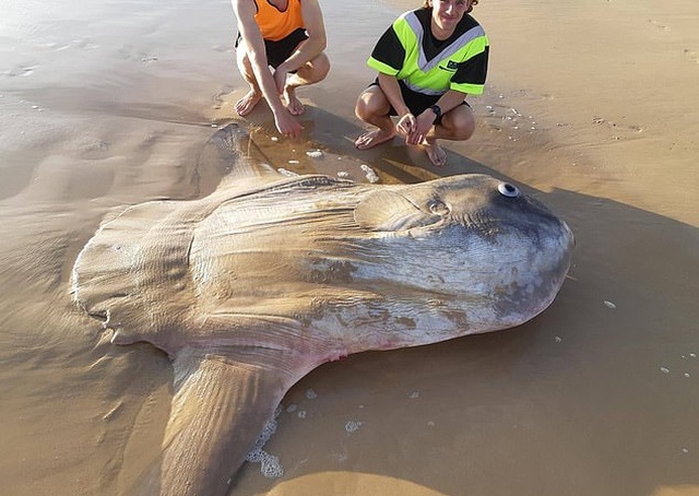 Рыбаки из Австралии обнаружили на мелководье крайне редкую рыбу-солнце (3 фото)