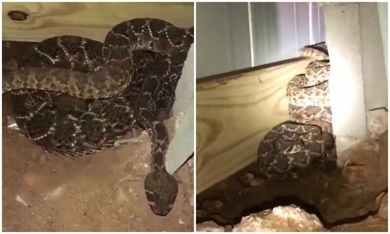 Семья обнаружила под домом страшный сон любого, кто боится змей (5 фото + 1 видео)