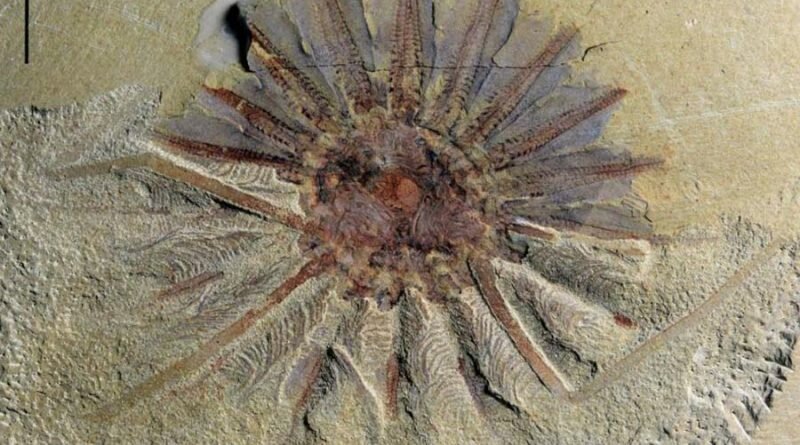 В Китае обнаружен древний морской монстр, которому около 520 миллионов лет (5 фото)