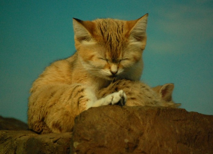 Барханный кот - кот, который всегда остается похожим на котенка (10 фото)
