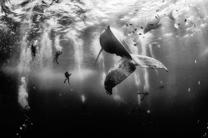    National Geographic Photo Contest 2015 (26 )
