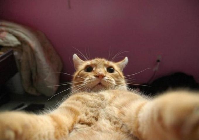 Онлайн раскраски кошки и котята - Крутой кот