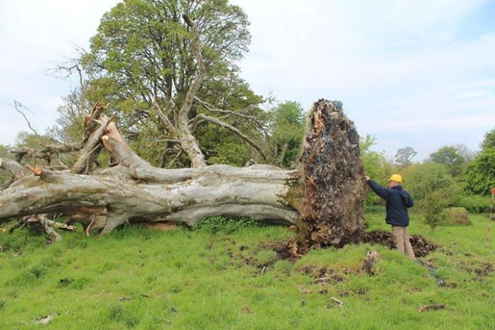 В Ирландии под поваленным деревом обнаружили древнюю могилу (2 фото)
