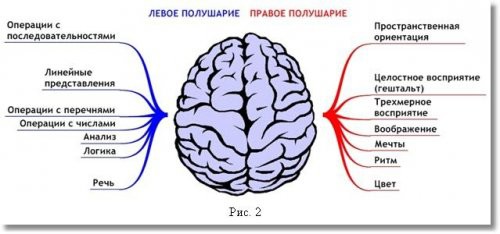 Топ-10: интересные факты о мозге интересные факты, мозг человека