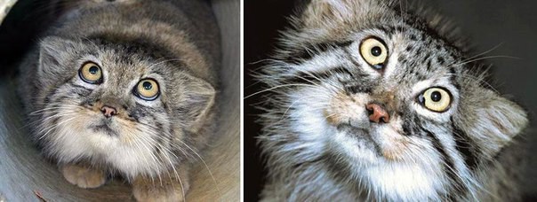 Манул — самая экспрессивная кошка в мире животные, коты, факты