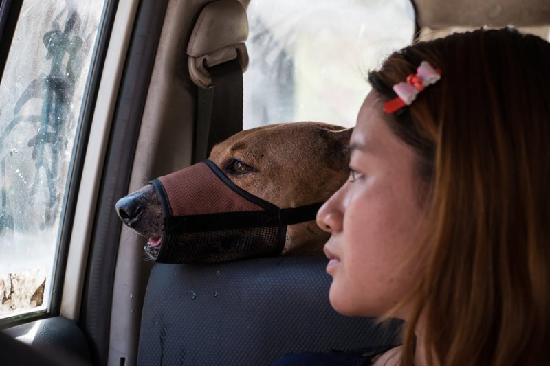 Трогательная история о девушке, которая спасает бездомных собак бездомные, животные, собаки