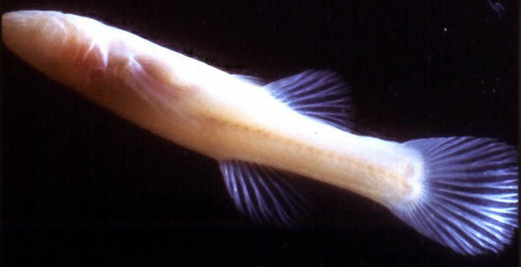 7.   (Amblyopsis hoosieri),  , 