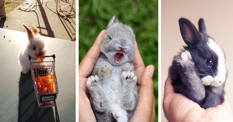 20 самых милых кроликов на свете (21 фото)