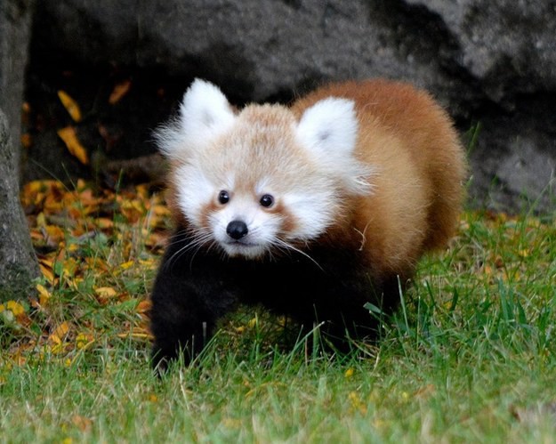Милая маленькая красная панда с небольшой помощью своей мамы покорила сердца посетителей зоопарка (7 фото)