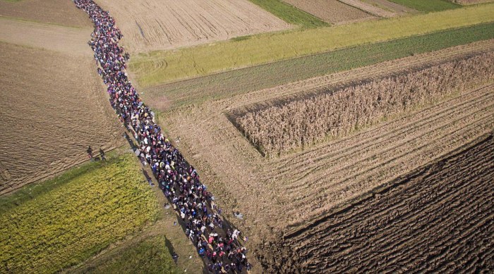Многотысячная колонна беженцев идет пешком через поля Словении (6 фото)