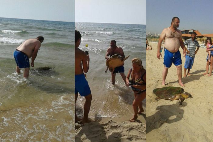 В Ливане отдыхающие до полусмерти замучили черепаху, делая с ней селфи (4 фото)