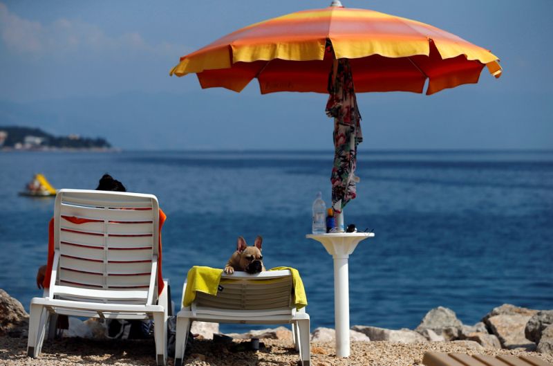 На хорватском побережье открылся бар для собак (10 фото)
