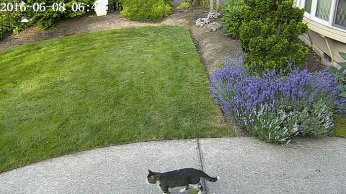 Нейросеть легла в основу устройства, позволяющего прогонять кошек с лужайки (4 фото)